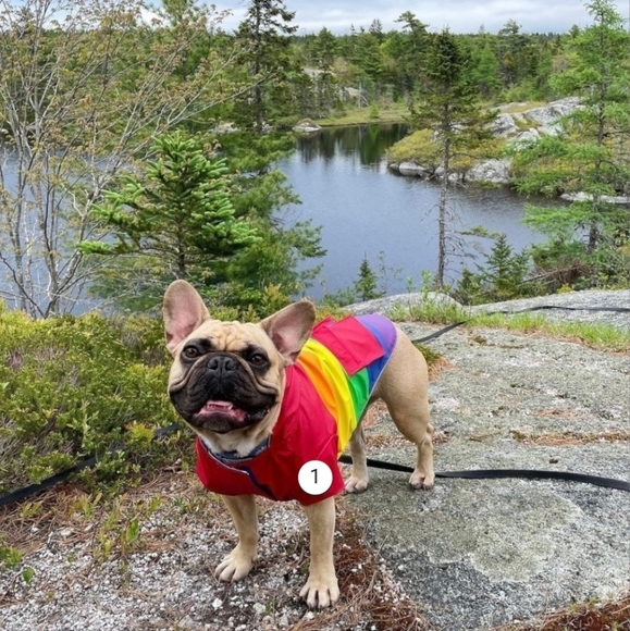 Canada Pooch Torrential Tracker Rainbow Raincoat Size 14"  NWT - Picture 2 of 8